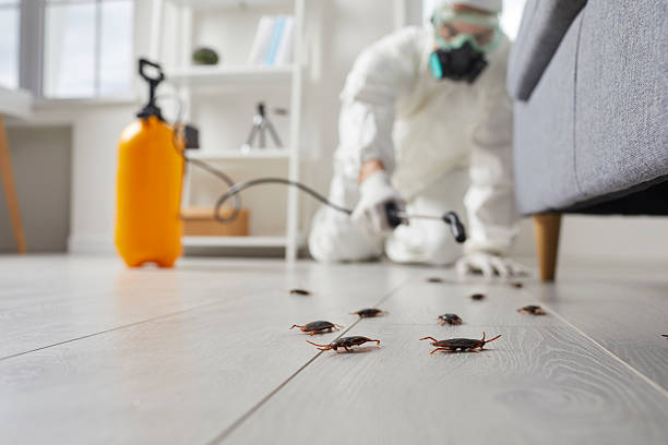 Post-Treatment Bed Bug Interceptor Monitoring in North York